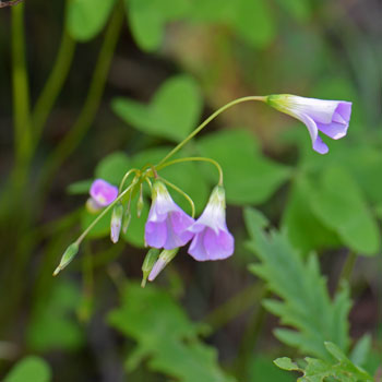 Oxalis alpina, Alpine Woodsorrel